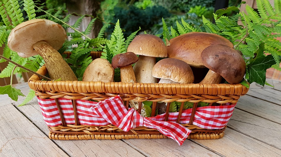 Predavanje o nutritivnoj vrijednosti gljiva i gljivarskim receptima u sklopu projekta “Nauči zdravlje”
