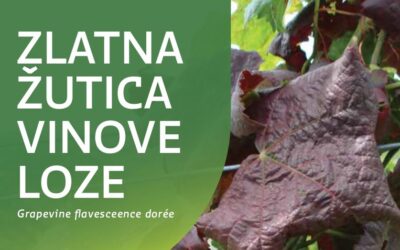 Spriječimo daljnje širenje zlatne žutice i propadanje vinograda