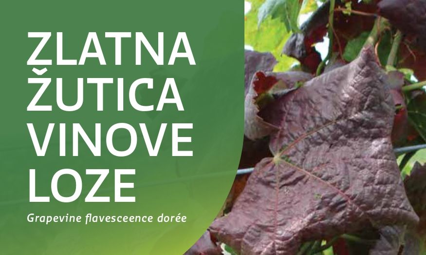 Spriječimo daljnje širenje zlatne žutice i propadanje vinograda